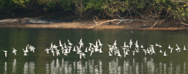 Biodiversity And Nature Conservation Association