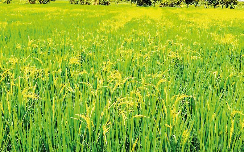 Enough rice left over for domestic consumption - Global New Light Of ...