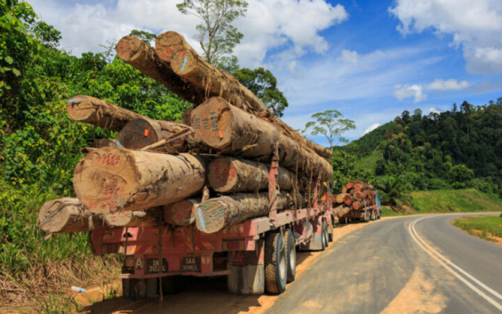 Over US$88 million earned from export of forest products - Global New ...