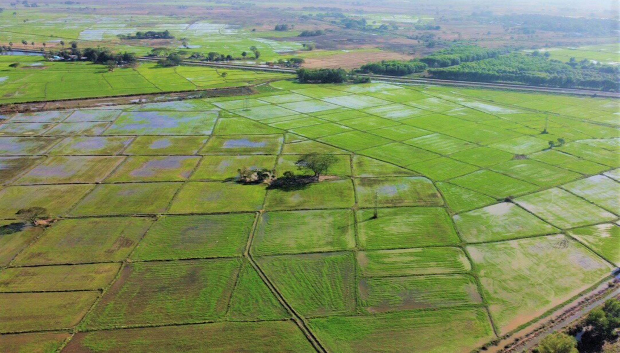Myanmar Rice Paddy 205,554 acres of summer paddy to be cultivated in Yangon Region ...