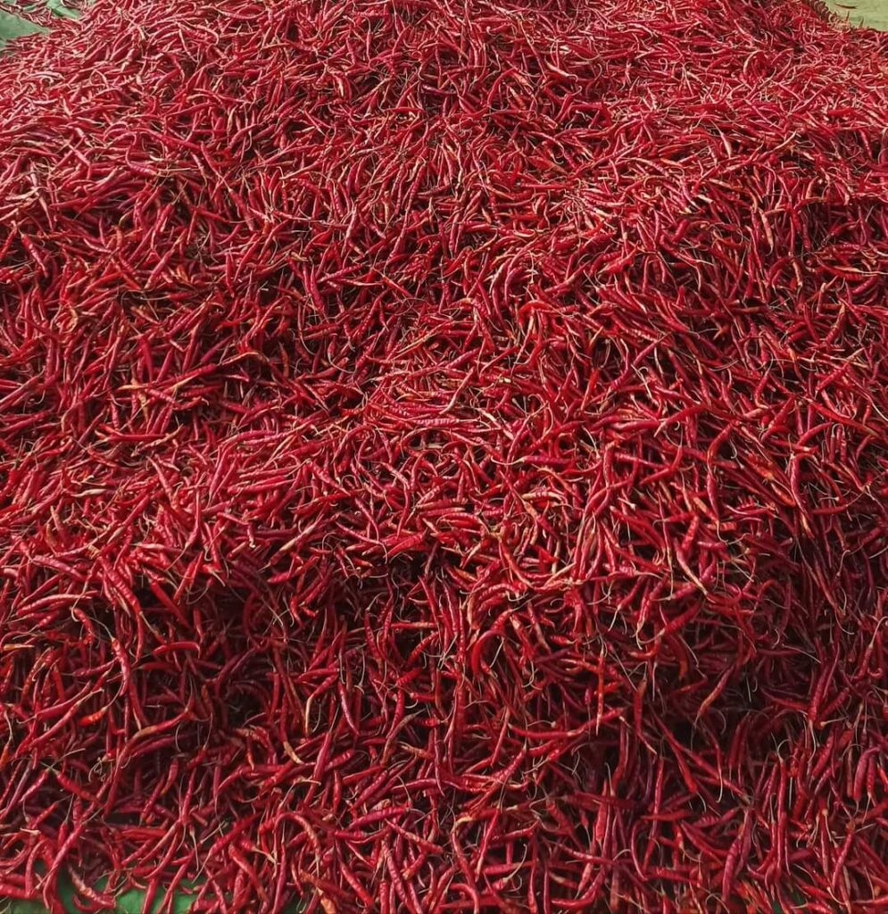 Shan long chilli, Chinese bell peppers arrive at Bayintnaung Wholesale ...