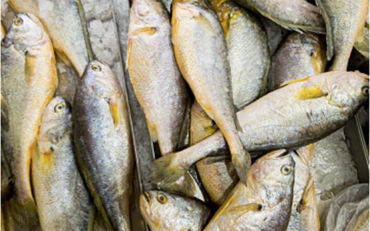 Fisheries Federation, Mon State Fisheries Department collaborate to ...