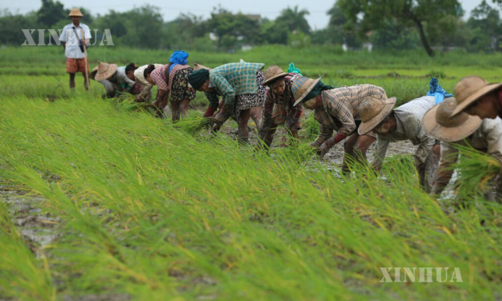 Myanmar Rice Paddy MRF witnesses surge in summer paddy loan applications - Global New ...