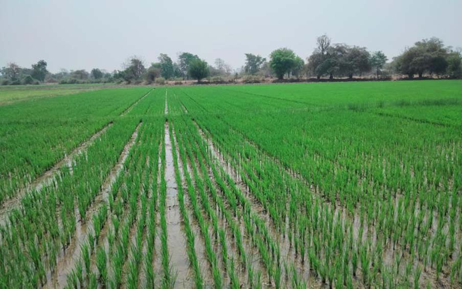 Myanmar Rice Paddy Over K2 bln allocated for summer paddy cultivation in Ayeyawady Region ...