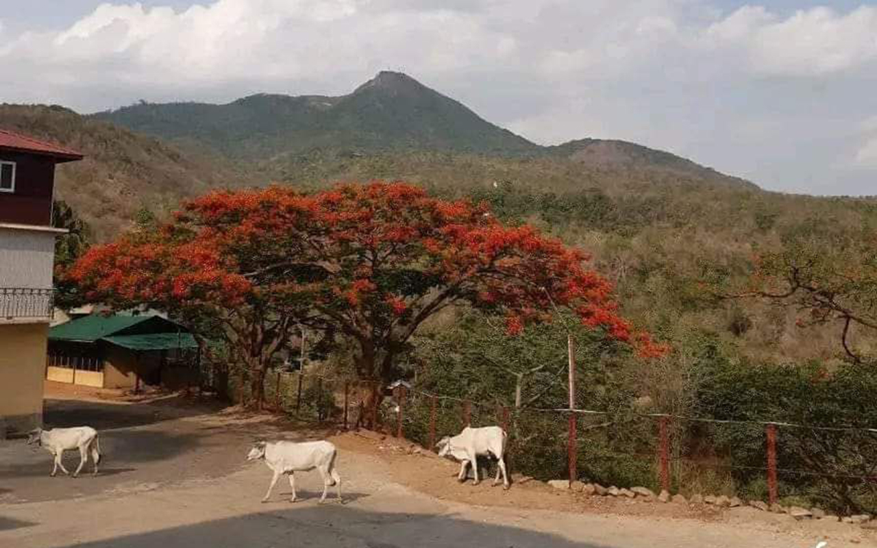 More trees planted for birds at Mt Popa - Global New Light Of Myanmar