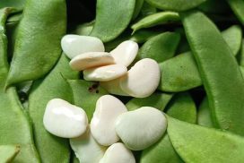 Butter beans produced from Heho