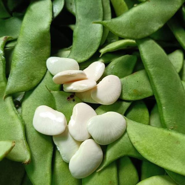 Butter beans produced from Heho