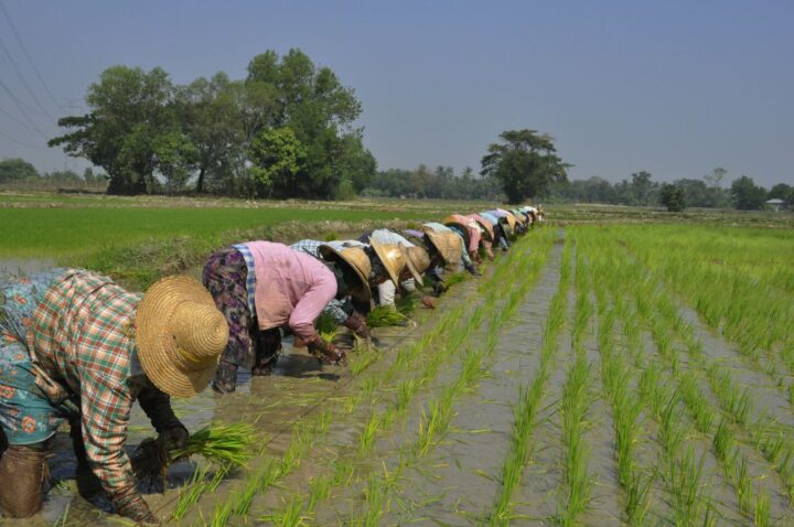 Myanmar Rice Paddy Myanmar expects 3 million acres of summer paddy cultivation and fast ...