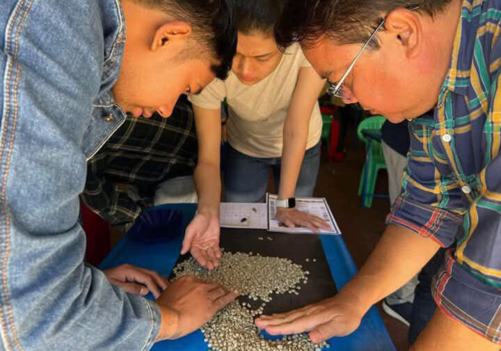 Association Coffee Course Coffee association to offer coffee processing courses in PyinOoLwin in ...