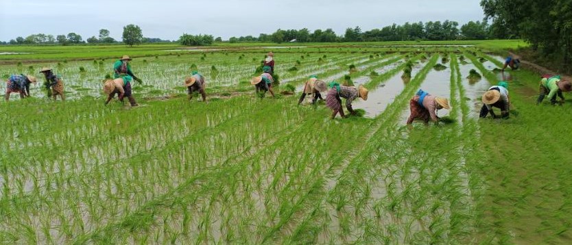 Myanmar Rice Paddy Agri dept targets over 1.1M acres of monsoon paddy, completes ...