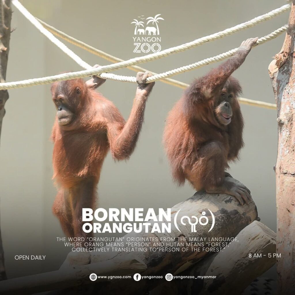 Critically endangered rare orangutans arrive at Yangon Zoo - Global New ...